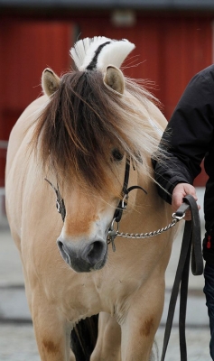 Nice Fjord Horses_5